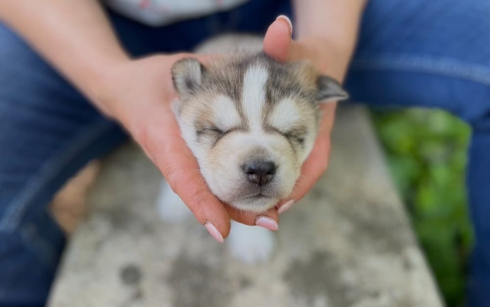 Kineo Pro Link — Guide de massage et mobilisation animale